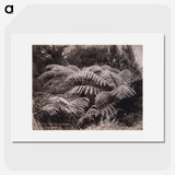 1-32_The-Burton-Brothers_picture