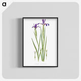 1-32_The-Genus-Iris_blk-crop