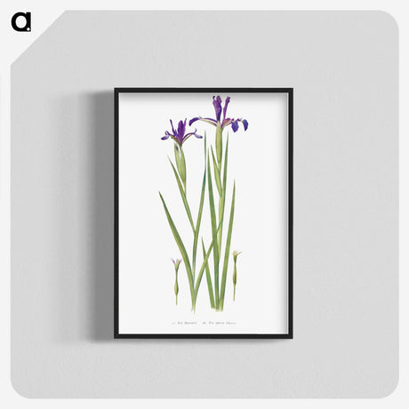 1-32_The-Genus-Iris_blk-crop