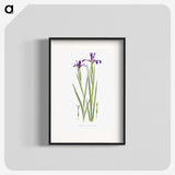 1-32_The-Genus-Iris_blk