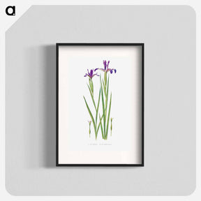 アートポスター-Iris Sintenisii and Iris Spuria from The Genus Iris
 - アヤメ属 Poster.