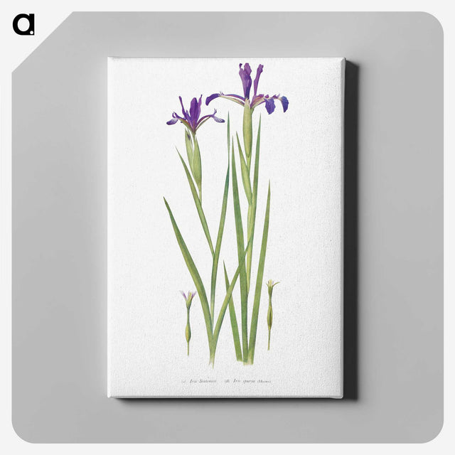 1-32_The-Genus-Iris_canvas