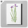 アートパネル-Iris Sintenisii and Iris Spuria from The Genus Iris
 - アヤメ属 Canvas.