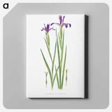 アートパネル-Iris Sintenisii and Iris Spuria from The Genus Iris
 - アヤメ属 Canvas.