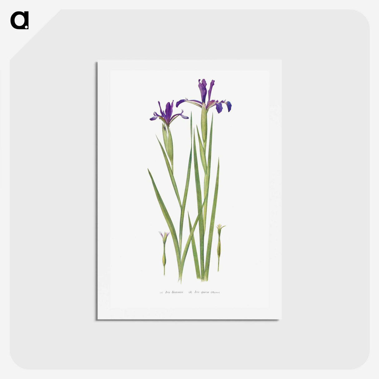 1-32_The-Genus-Iris_hagaki