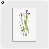 1-32_The-Genus-Iris_hagaki