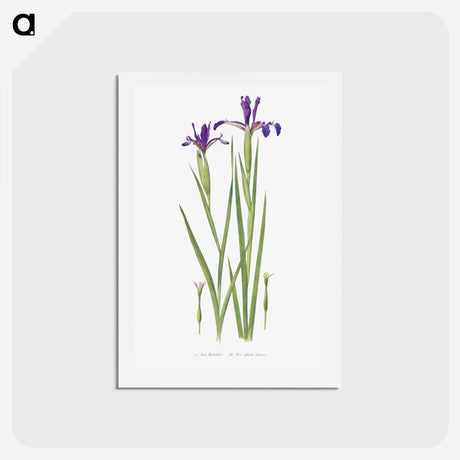 1-32_The-Genus-Iris_hagaki