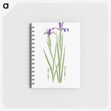 1-32_The-Genus-Iris_memo