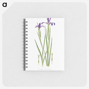1-32_The-Genus-Iris_memo
