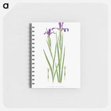 アートメモ帳-Iris Sintenisii and Iris Spuria from The Genus Iris
 - アヤメ属 Memo.