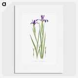 1-32_The-Genus-Iris_picture