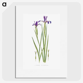 1-32_The-Genus-Iris_picture