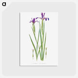 アートポストカード-Iris Sintenisii and Iris Spuria from The Genus Iris
 - アヤメ属 Postcard.