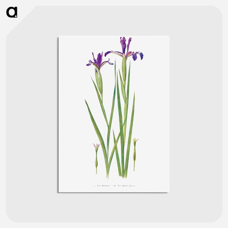 アートポストカード-Iris Sintenisii and Iris Spuria from The Genus Iris
 - アヤメ属 Postcard.