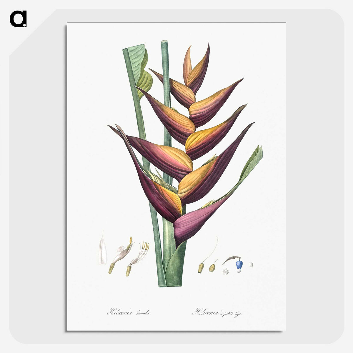 1-32_The-Lilies_picture-crop