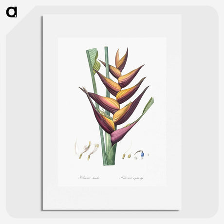 1-32_The-Lilies_picture