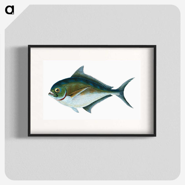 1-32_The-Natural-History-of-British-Fishes_blk