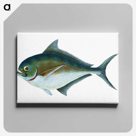 1-32_The-Natural-History-of-British-Fishes_canvas