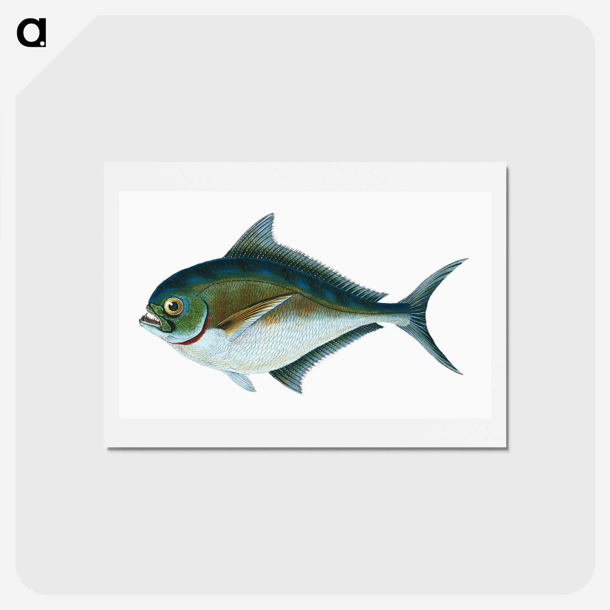 1-32_The-Natural-History-of-British-Fishes_hagaki
