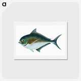1-32_The-Natural-History-of-British-Fishes_hagaki