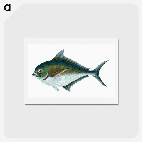 1-32_The-Natural-History-of-British-Fishes_hagaki