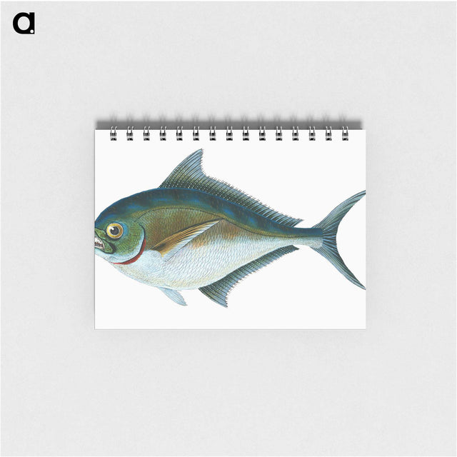 1-32_The-Natural-History-of-British-Fishes_memo