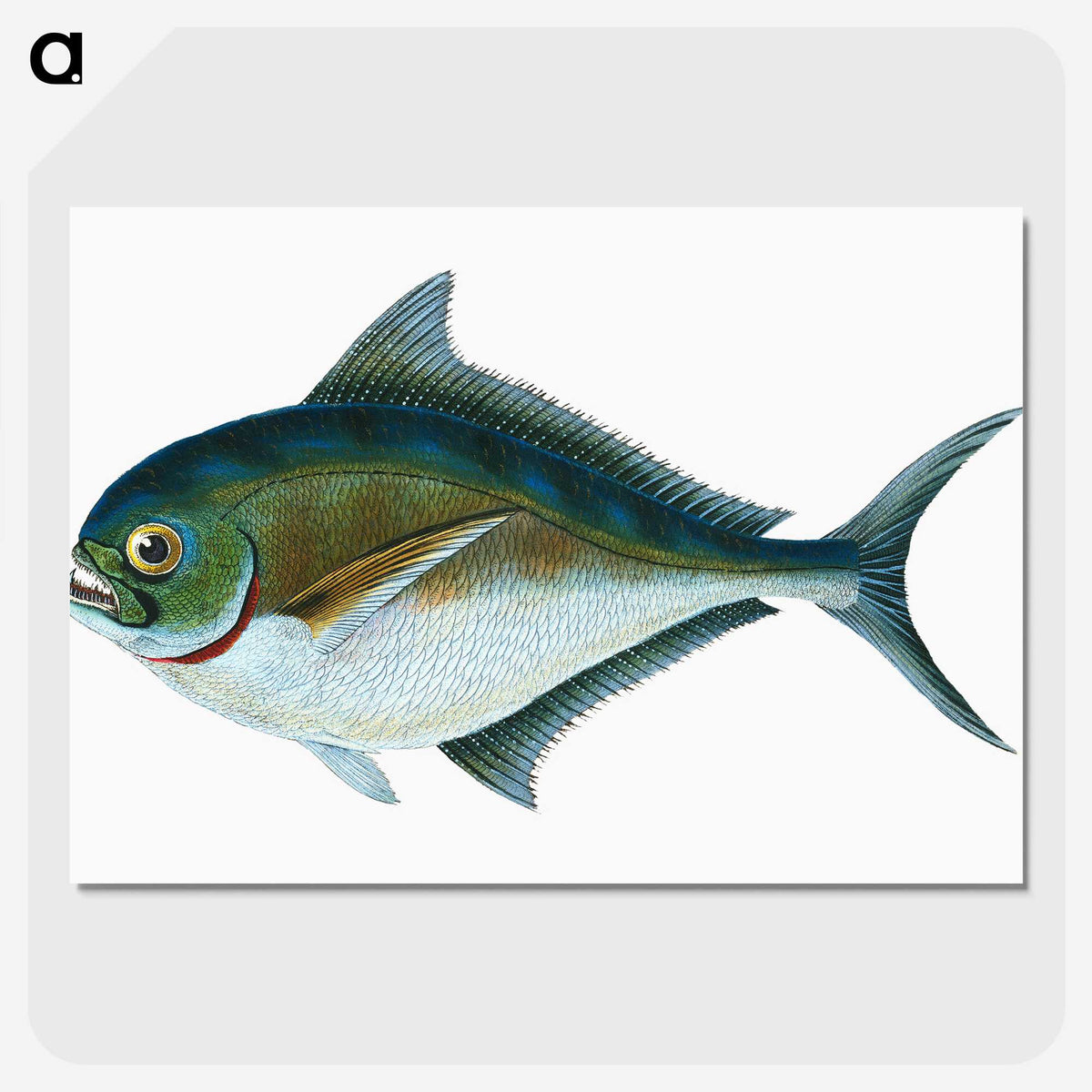 1-32_The-Natural-History-of-British-Fishes_picture-crop