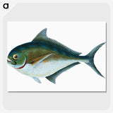 1-32_The-Natural-History-of-British-Fishes_picture-crop