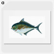 1-32_The-Natural-History-of-British-Fishes_picture