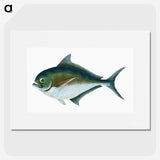 1-32_The-Natural-History-of-British-Fishes_picture