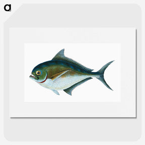 1-32_The-Natural-History-of-British-Fishes_picture