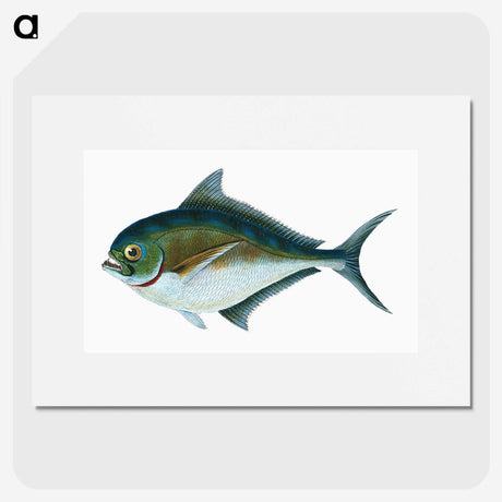 1-32_The-Natural-History-of-British-Fishes_picture
