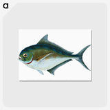 1-32_The-Natural-History-of-British-Fishes_postcard