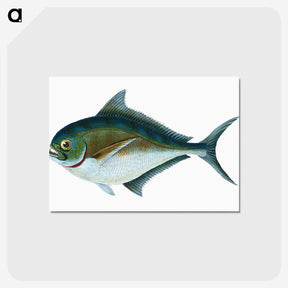1-32_The-Natural-History-of-British-Fishes_postcard
