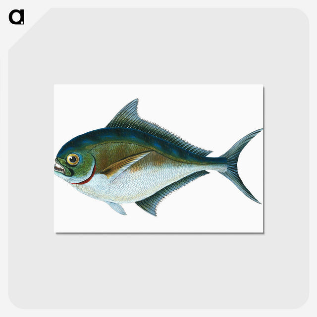 1-32_The-Natural-History-of-British-Fishes_postcard