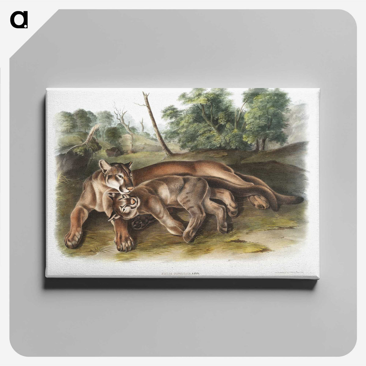1-32_The-Viviparous-Quadrupeds_canvas