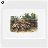 1-32_The-Viviparous-Quadrupeds_picture