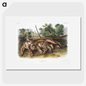 1-32_The-Viviparous-Quadrupeds_picture