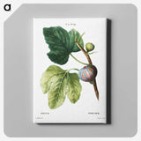 1-32_Treatise-on-Trees-and-Shrubs_canvas