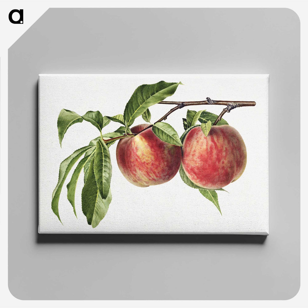1-32_USDA-Watercolor-Fruit-Painting-Collection_canvas