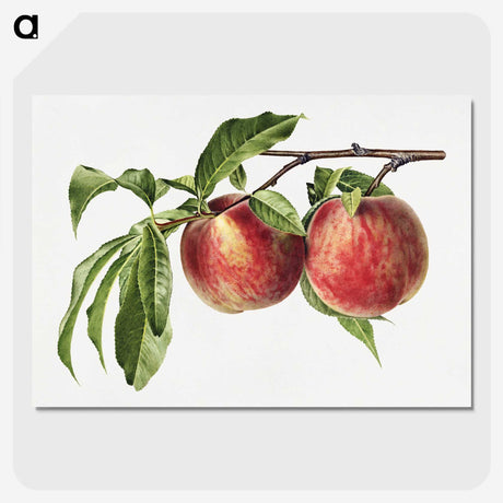 1-32_USDA-Watercolor-Fruit-Painting-Collection_picture-crop
