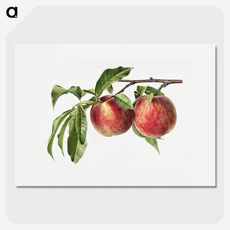 1-32_USDA-Watercolor-Fruit-Painting-Collection_picture