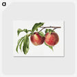 1-32_USDA-Watercolor-Fruit-Painting-Collection_postcard