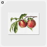 1-32_USDA-Watercolor-Fruit-Painting-Collection_postcard