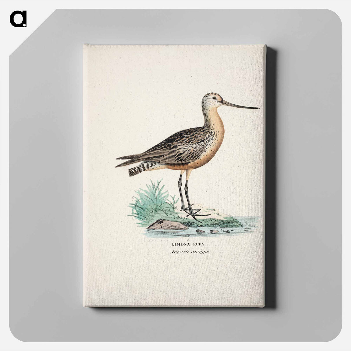 Bar-tailed godwit - ヴィルヘルム フォン ライト Canvas.