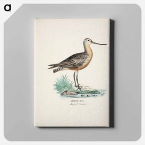アートパネル-Bar-tailed godwit - ヴィルヘルム フォン ライト Canvas.