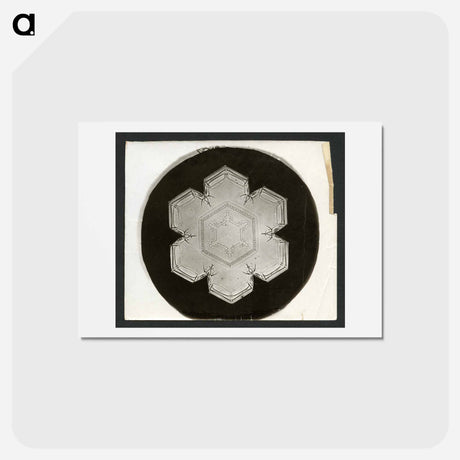 アートポストカード-Wilson Bentley Photomicrograph of Stellar Snowflake No. 826 - ウィルソン ベントレー Postcard.