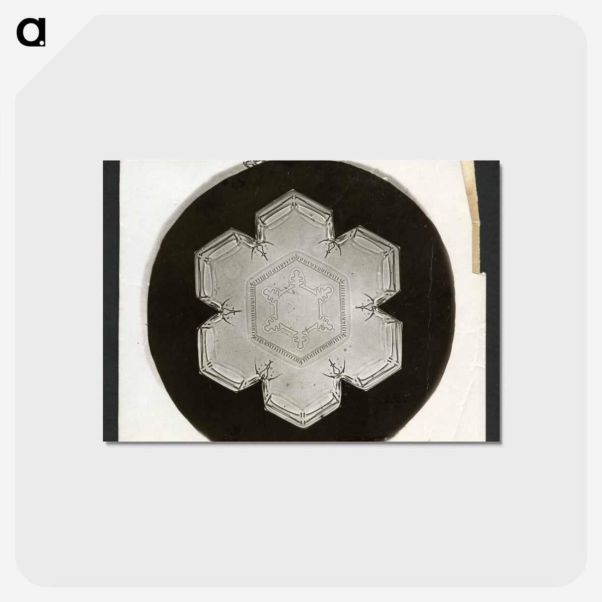 アートポストカード-Wilson Bentley Photomicrograph of Stellar Snowflake No. 826 - ウィルソン ベントレー Postcard.