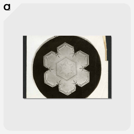 アートポストカード-Wilson Bentley Photomicrograph of Stellar Snowflake No. 826 - ウィルソン ベントレー Postcard.