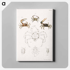 アートパネル-Different types of sea creatures illustration from Zoology of New York by James Ellsworth De Kay - ニューヨークの動物学 Canvas.